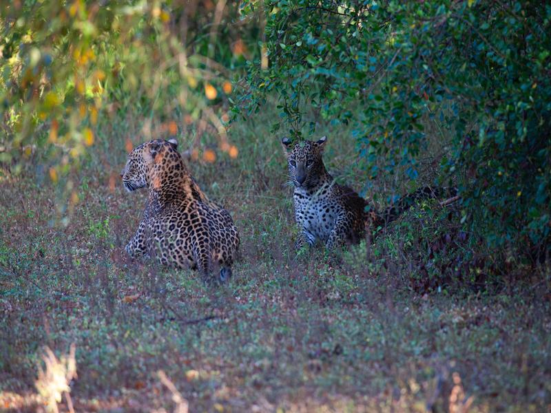 She has two cubs