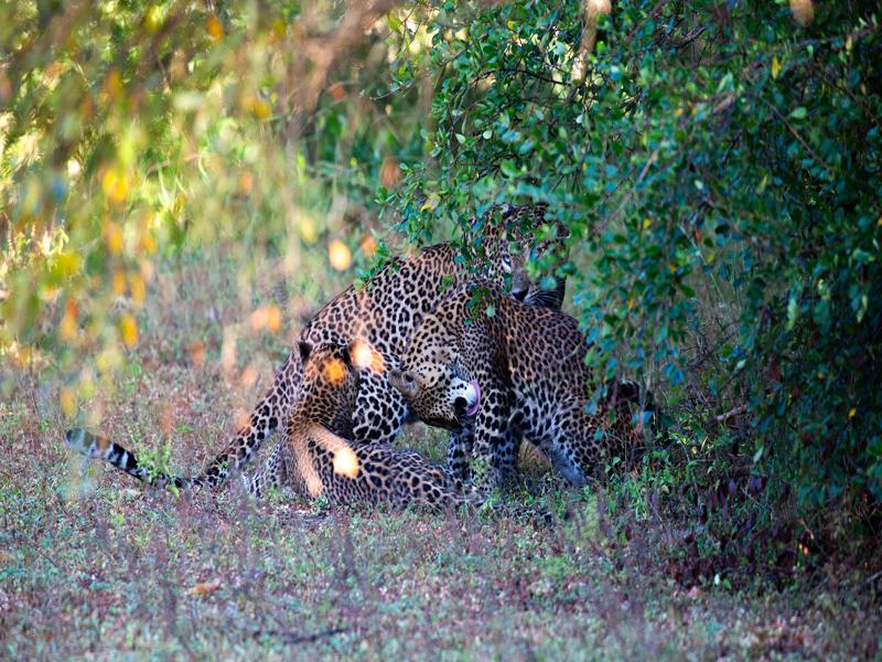 Strawberry and her cubs
