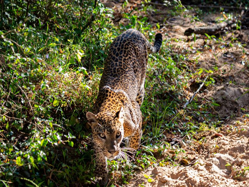 Strawberry watching her cubs in the tree