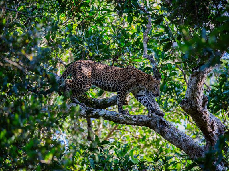 One of the cubs hunting in the tree