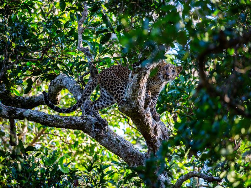 Looking for mama