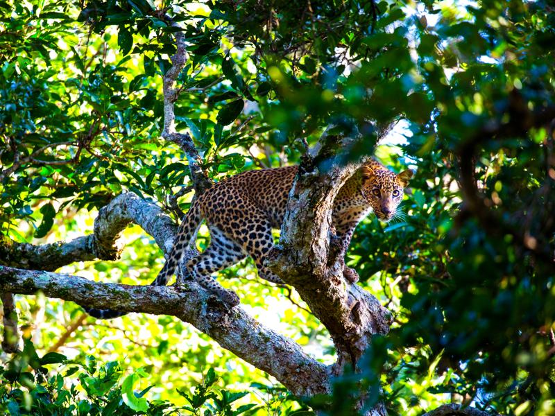 Strawberry was calling for her cubs to come down