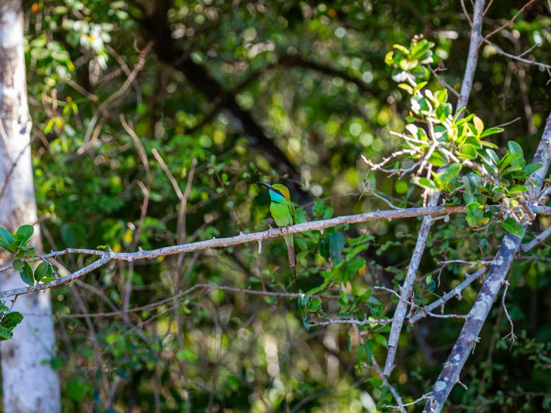 Asian green bee-eater bird