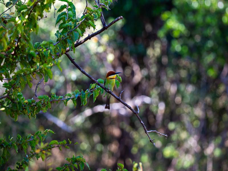Chestnut-headed bee-eater