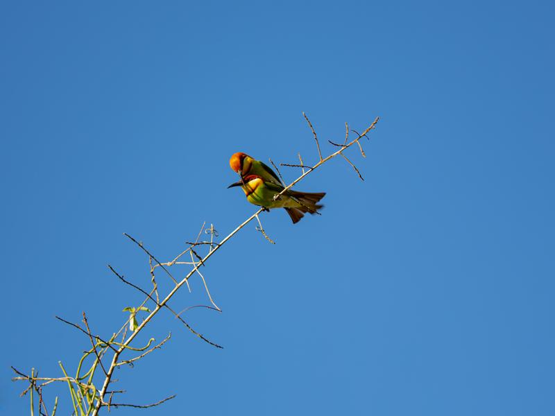 The bee-eater birds mating