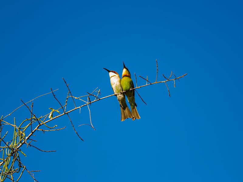 Pair of bee-eater birds