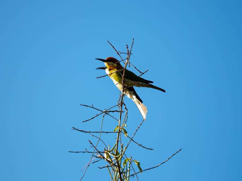 Pair of bee-eater birds