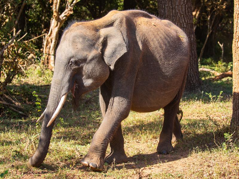 A young male elephant with tusks