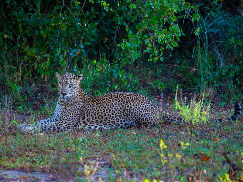 Strawberry, the leopard