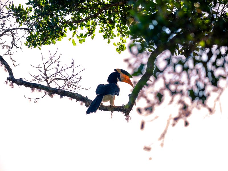 The great hornbill bird