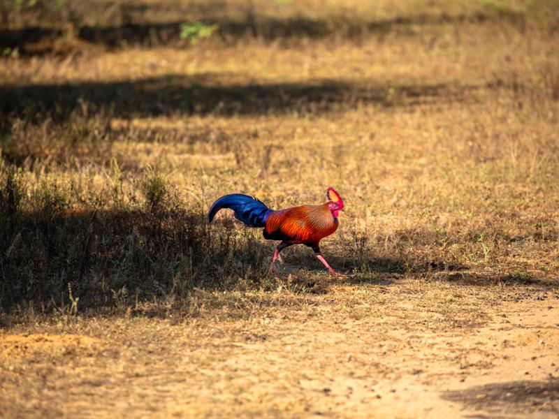 Sri Lankan junglefowl, their national bird!