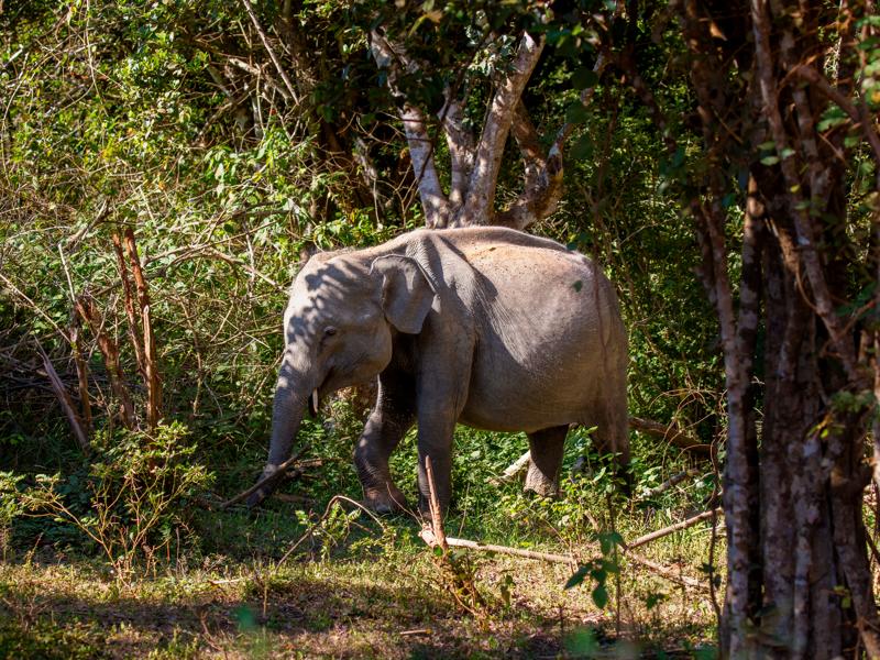 Young male with small tusks, not all males keep their tusks
