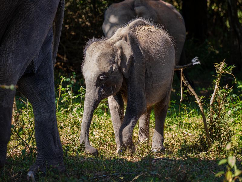 Baby elephant with the pack