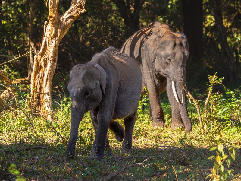 The elephants walked right by our vehicle