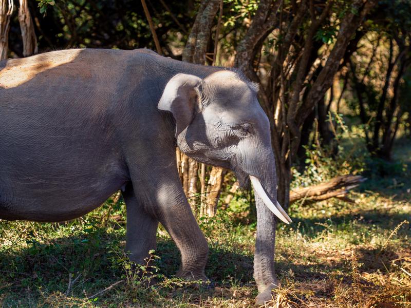 Male with tusks