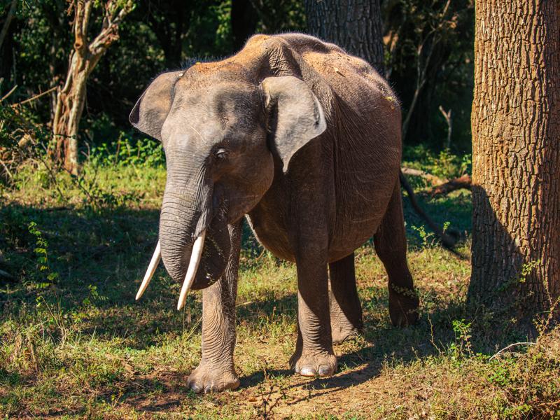 Male with tusks