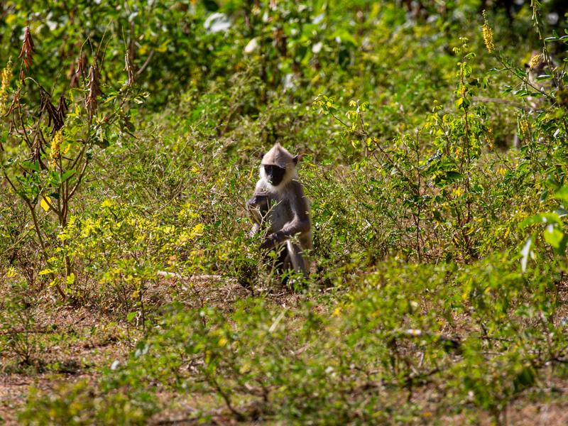 Black-faced gray langur