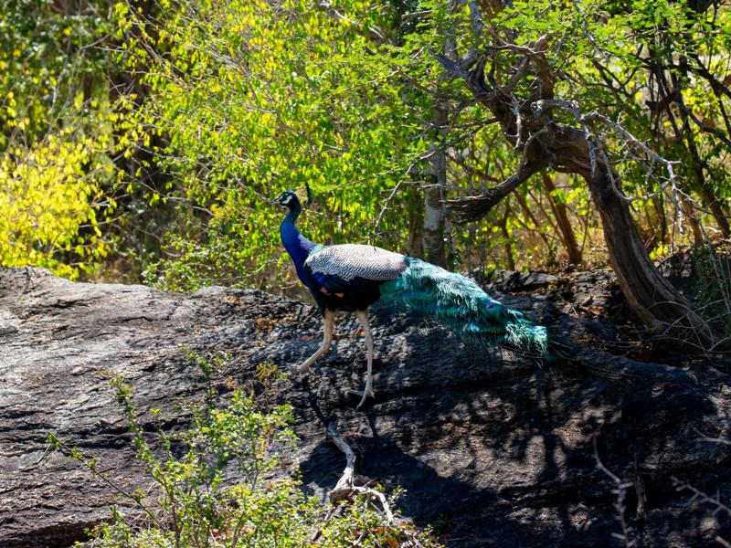 Sri Lanka has a ton of peacocks