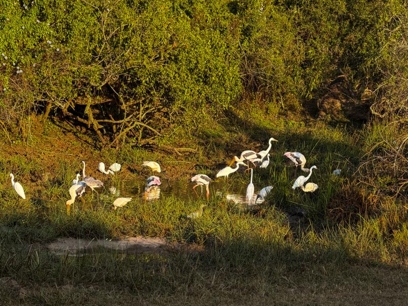 Variety of birds in the water