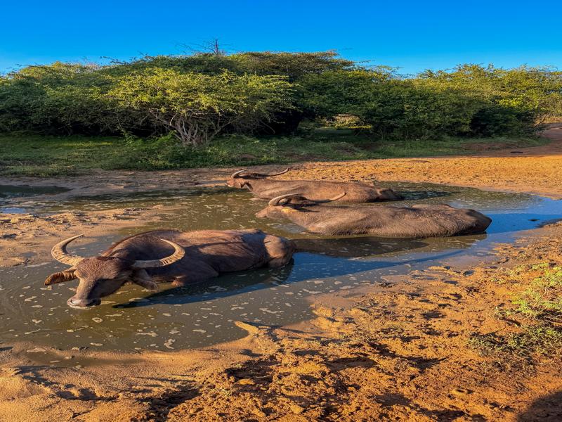 Water buffaloes enjoying the mud