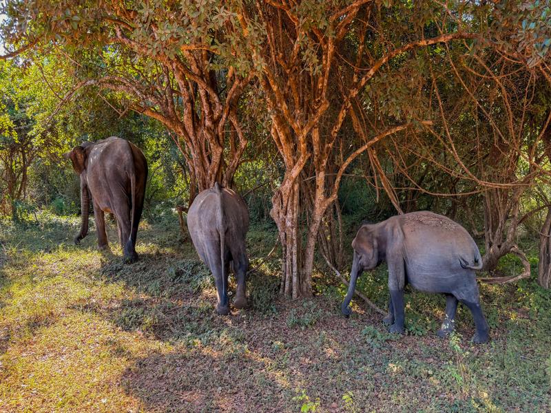 Elephants walking by
