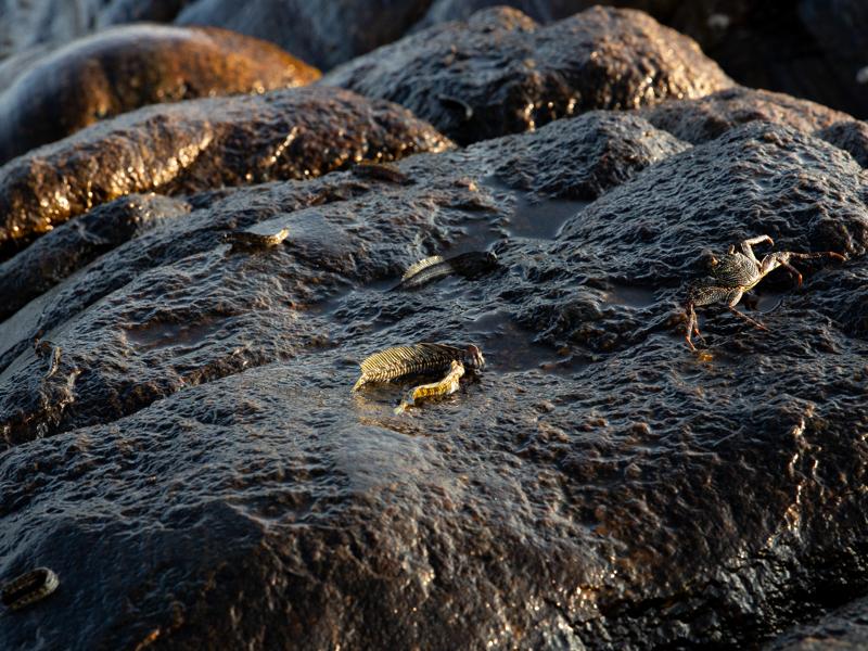 Leaping blenny fish, they hop around on the rocks